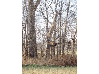 76.477 Deeded acres with 65.22 acres of FSA cropland.

This is a nice investment tract with a high percentage of tillable land.  There is a tree-lined open ditch that goes through the property to allow for adequate drainage.  5 Acres of woodland lies at the far southwest corner of the property.

The farm is currently in its 2nd year of alfalfa hay production.  Full crop rights available for 2011. - 76.477 Acre Grain & Livestock Farm